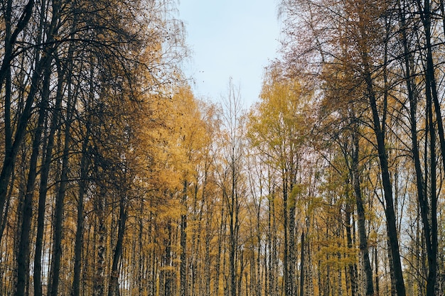 Herbstbirkenwald