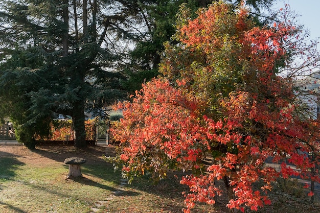 Herbstblätter an einem Baum