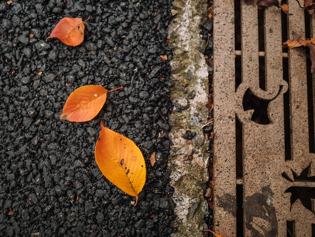 Herbstblätter auf Beton im Park