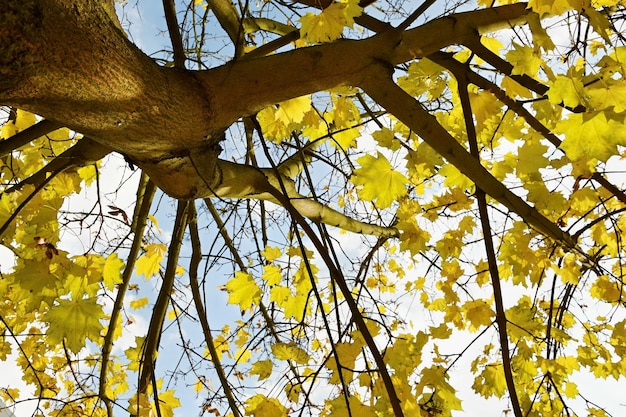 Herbstblätter auf dem Baum. Natürlicher saisonaler farbiger Hintergrund.