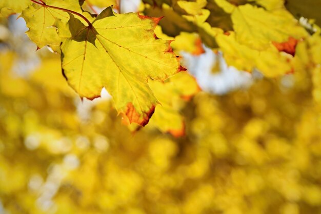 Herbstblätter auf dem Baum. Natürlicher saisonaler farbiger Hintergrund.