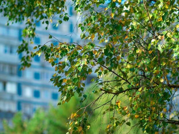 Herbstblätter auf dem Baumastnaturhintergrund