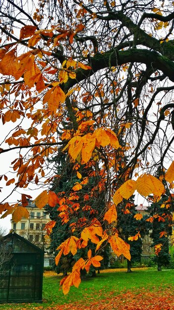 Foto herbstblätter auf dem baumstamm