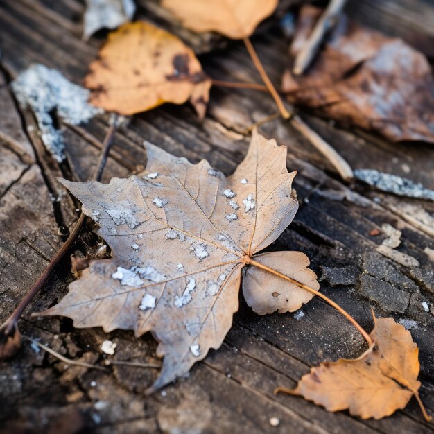 Foto herbstblätter auf dem boden