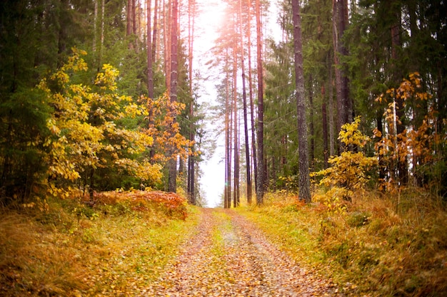 Herbstblätter auf dem Holzweg. Herbstlaub auf dem alten gestreiften Holzhintergrund im estnischen Wald