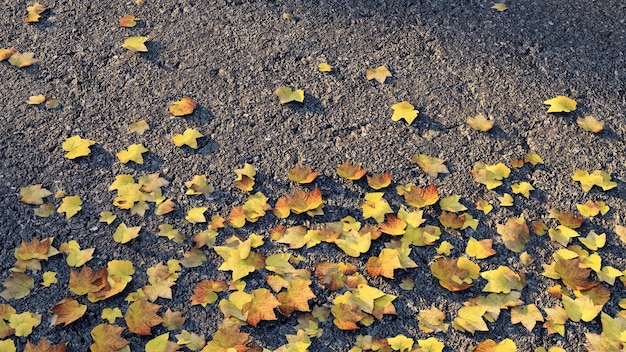 Herbstblätter auf den Straßenjahreszeiten