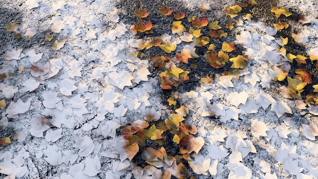 Herbstblätter auf den Straßenjahreszeiten