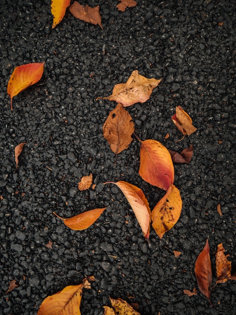 Herbstblätter auf dunklem Beton