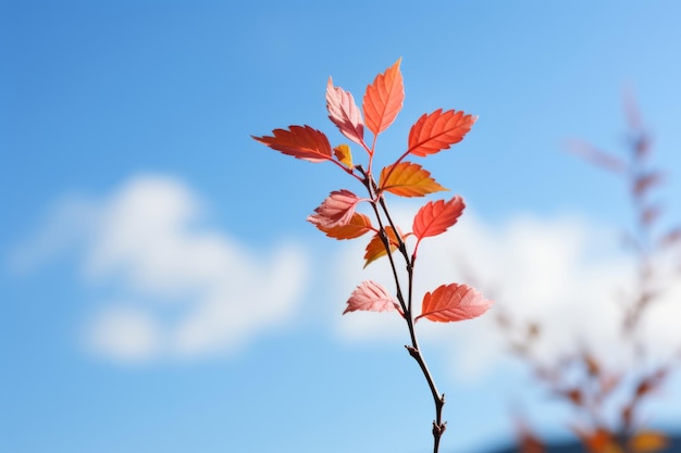 Herbstblätter auf einem Ast mit einem blauen Himmel im Hintergrund