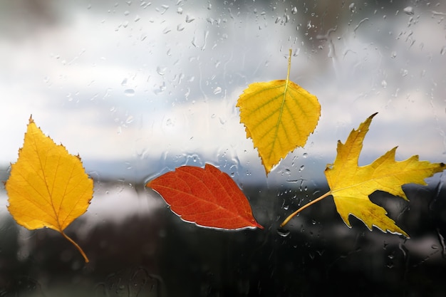 Herbstblätter auf nassem Glas bei Regenwetter
