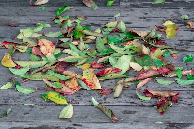 Herbstblätter auf natürlich