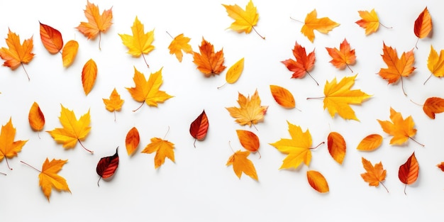 Herbstblätter auf weißem Hintergrund