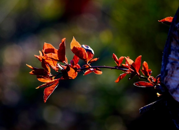 Herbstblätter auf Zweigen