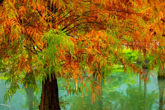 Herbstblätter der Seelärche färben sich rot