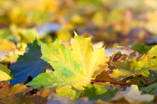 Herbstblätter der Sonne