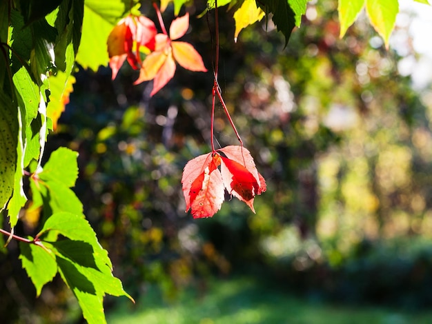 Herbstblätter der Virginia-Kriechpflanze