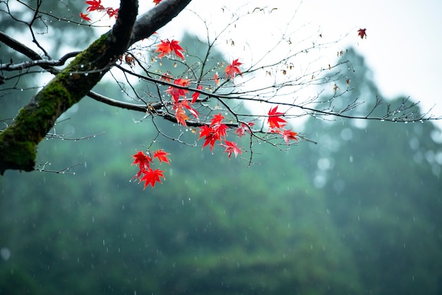 Herbstblätter des Hintergrundes des japanischen Ahorns (Momiji)