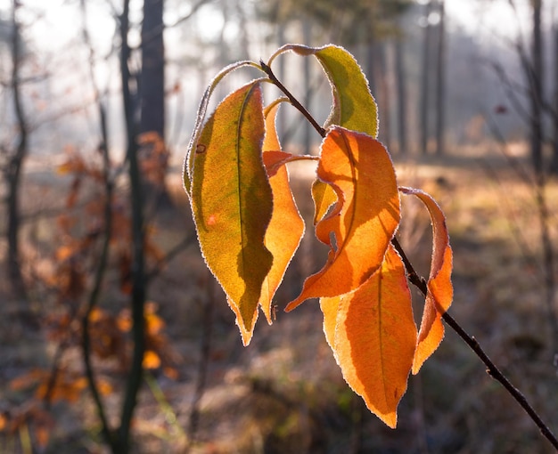 Herbstblätter. Die Natur hat den Wald mit herbstlichen Farben bemalt