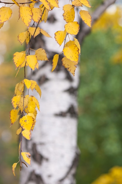 Herbstblätter einer Birke