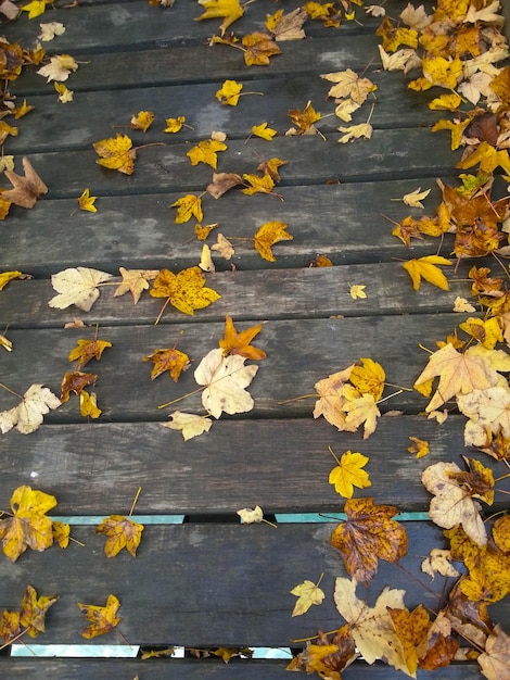 Herbstblätter fallen auf gelbe Blüten
