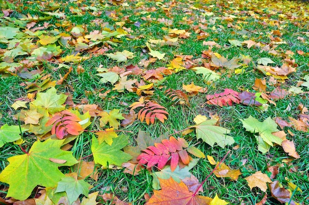 Herbstblätter fallen