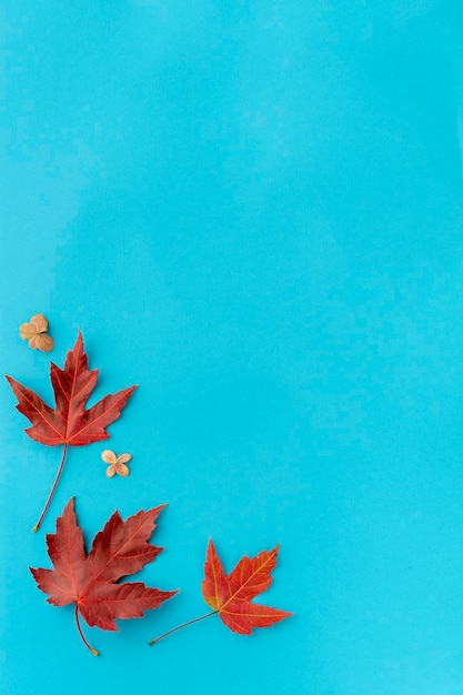 Foto herbstblätter gegen den blauen himmel