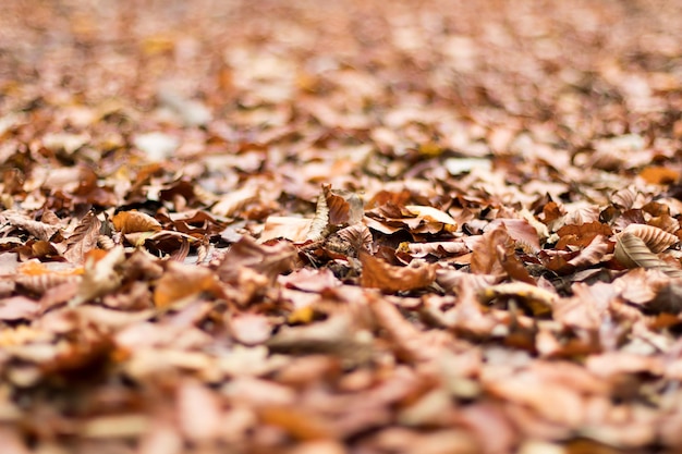 Herbstblätter. Herbstlaub.