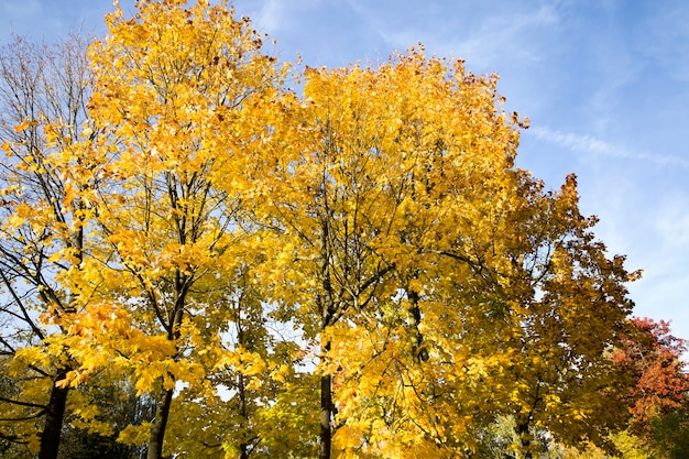 Herbstblätter Herbstsaison, Veränderungen in der Natur zu verschiedenen Jahreszeiten, sonniges warmes Wetter im Park.