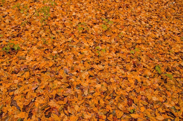 Herbstblätter Hintergrund Bunte Herbstblätter Fallende Ahornblätter im Herbst Floraler Herbsthintergrund Herbsturlaub auf dem Boden im Wald