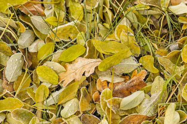 Foto herbstblätter hintergrund bunte herbstblätter fallende ahornblätter im herbst floraler herbsthintergrund herbsturlaub auf dem boden im wald