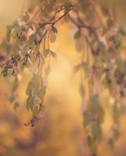 Herbstblätter Hintergrund, Hochformat Hintergrundbild