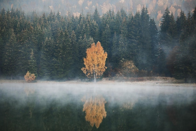 Herbstblätter im See