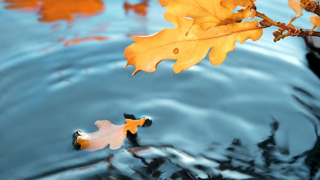 Herbstblätter im Wasser mit Regenkräuselung Abstrakte Herbsthintergrundtapete in Türkisgelb und Orange