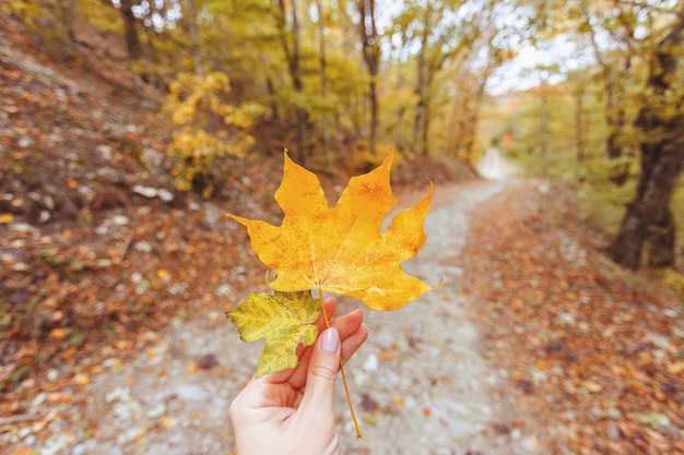 Herbstblätter in Mädchenhänden