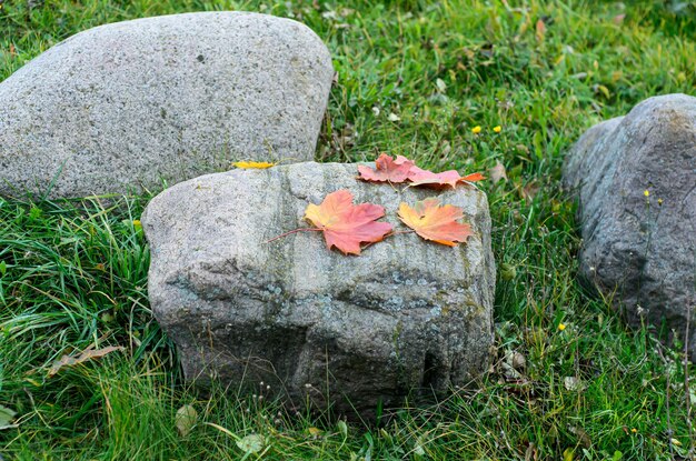 Foto herbstblätter liegen auf einem großen stein