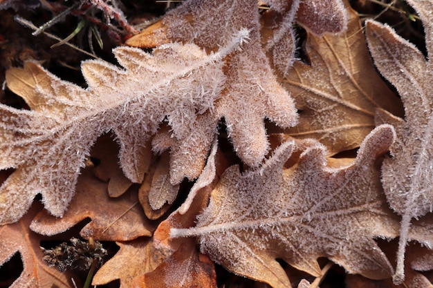 Herbstblätter mit Tau bedeckt