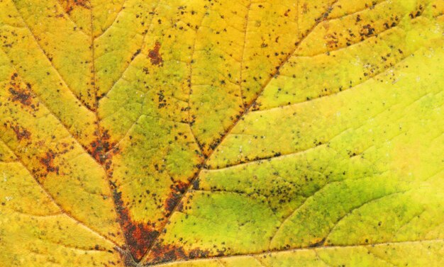 Herbstblätter schließen oben