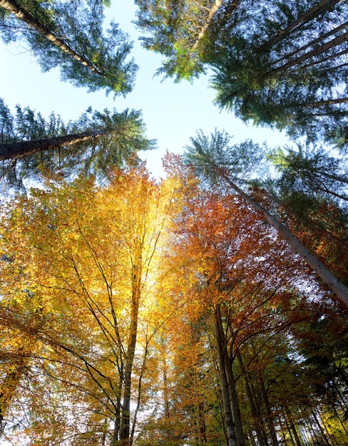 Herbstblätter und Bäume mit Sonnenstrahlen, schöner sesonaler Hintergrund, fallen in den Wald