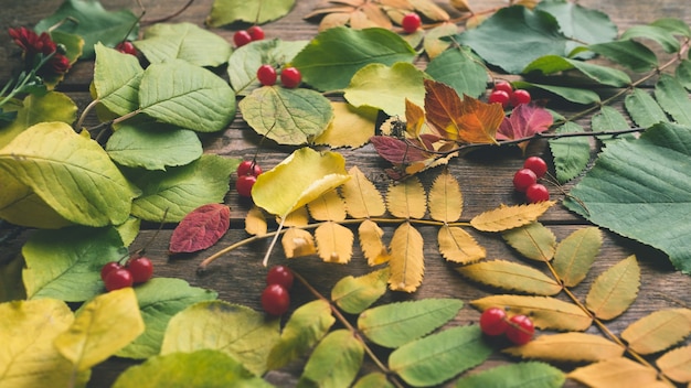 Herbstblätter und Beeren mischen sich. abstrakter Herbst