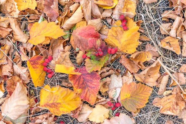 Herbstblätter und Beeren von Weißdorn liegen auf dem Boden im parkAutumn-Hintergrund
