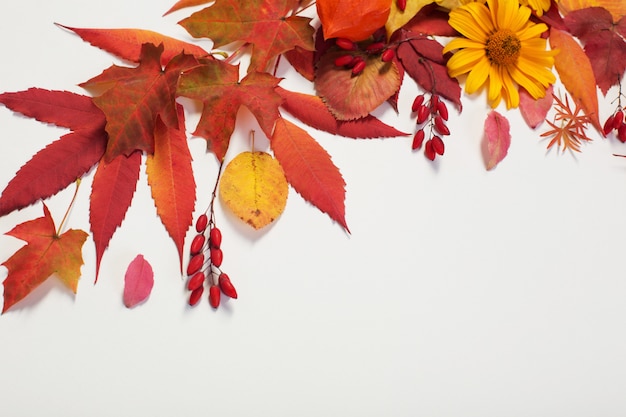 Herbstblätter und Blüten auf Weiß