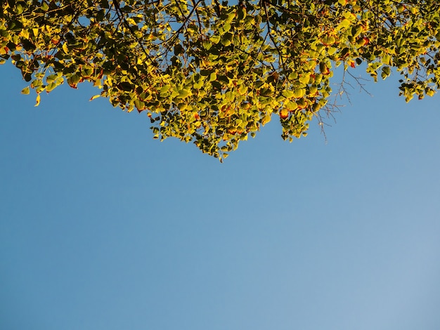 Herbstblätter von Bäumen gegen einen strahlend blauen Himmel, von unten nach oben schauend.