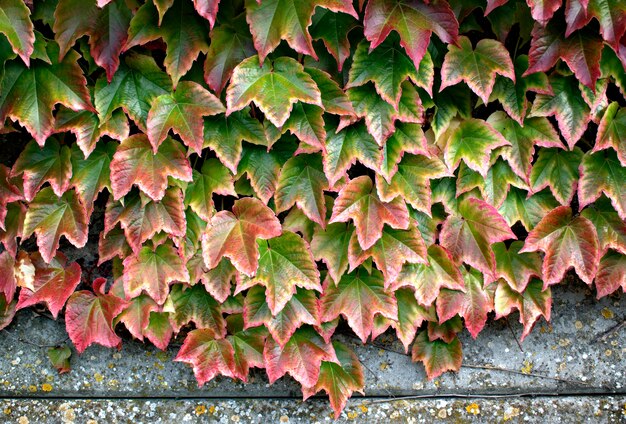 Herbstblätter von wilden Trauben auf einem Hintergrund der Wand.