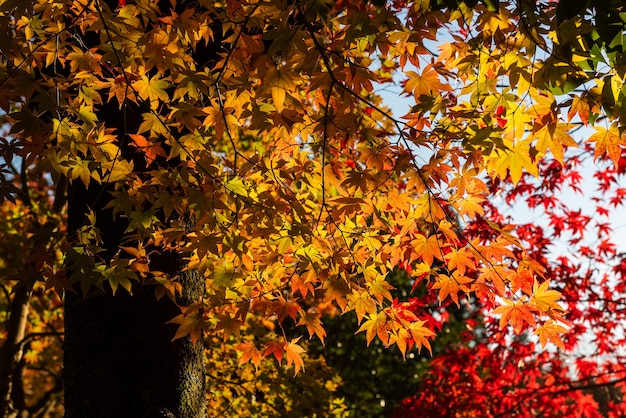 Herbstblätter werden von einem sanften Sonnenlicht beleuchtet, das seine leuchtenden Farben verstärkt.