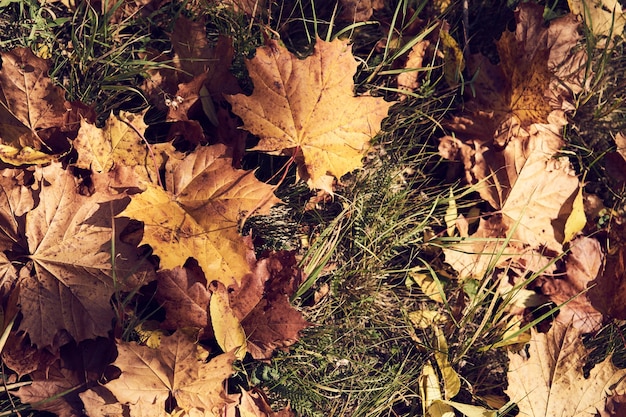 Herbstblätter