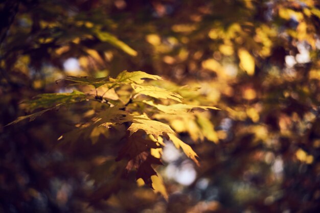 Herbstblätter