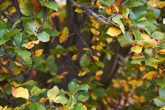 Herbstblätter