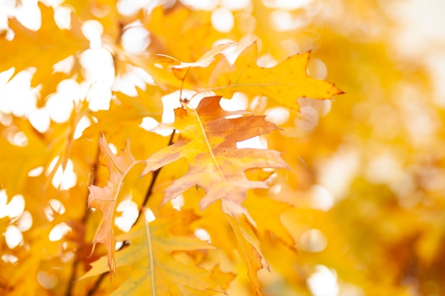 Foto herbstblätter