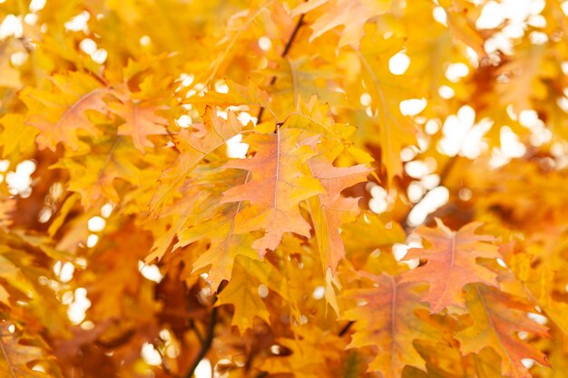 Herbstblätter