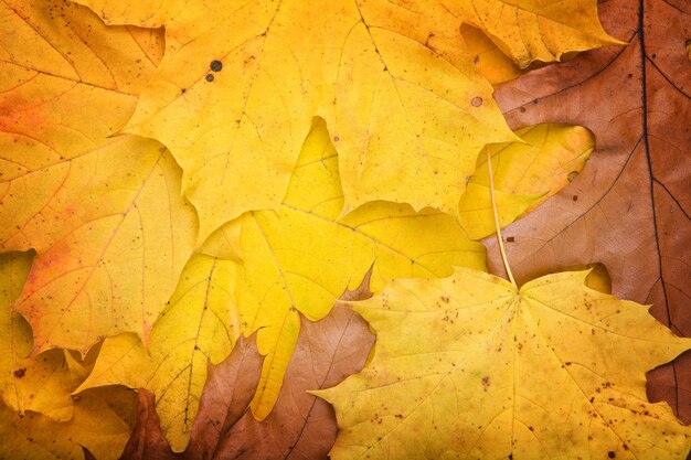 Herbstblätter